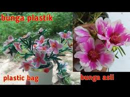 Tanaman krokot termasuk tanaman yang mudah di budidayakan, terbukti dari tanpa adanya perawatan sudah tumbuh subur. Cara Membuat Bunga Krokot Dari Plastik Kresek How To Make Purslane Flowers From Plastic Crackle Youtube