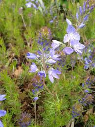 Image result for Veronica abyssinica