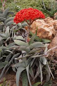 Image result for Crassula perfoliata
