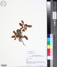 Image result for Searsia grossireticulata