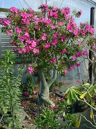 Image result for Adenium swazicum