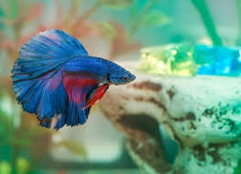 These two are simply not compatible for living in the same tank. Betta Fish Care Guide Petmd