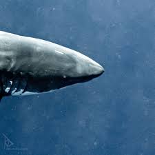 I find dealing with sharks very tedious. Kayak Shark Attacks A Look At The Numbers Yak Logic