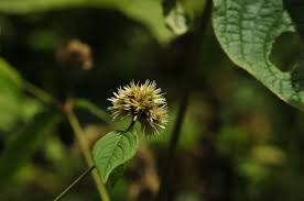 Image result for Cyathula