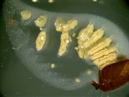 Image result for Marsilea aegyptiaca