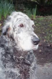 English setter (5) apply english setter filter. Miriam S Ramblings English Setter Puppies The Storm Before The Calm