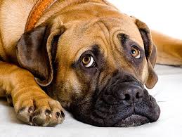 If you notice dog urine odors that weren't there before, it could be build up over time or even a medical issue. What S That Smell Tips For Tackling Dog Smells Petfinder