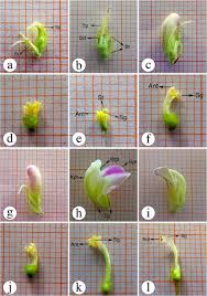 Image result for Dolichos pseudocajanus