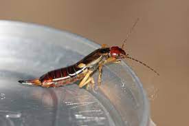 Small skinny bug with wings. Get Rid Of Earwigs Earwig Control Treatment Info