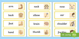 Parts Of The Body Topic Word Cards Body Parts Body Parts