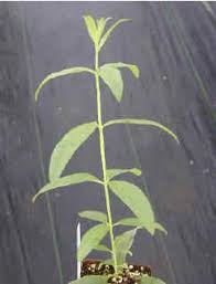 Light (sandy) and medium (loamy) soils and. Aloysia Triphylla Lemon Verbena Plant