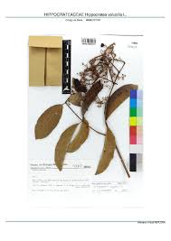 Image result for Hippocratea