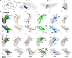 Fly is run completely by the students of nottingham trent and have won many awards in recent years. Distinct Subpopulations Of Mechanosensory Chordotonal Organ Neurons Elicit Grooming Of The Fruit Fly Antennae Elife