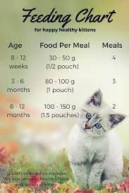 Feeding Your Kitten Helpful Kitten Feeding Schedules And Charts Feeding Kittens Kitten Care Kitten Food
