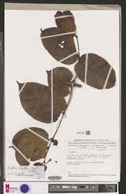 Image result for Keetia