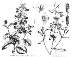 Image result for Crotalaria juncea