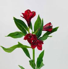 Real photos of alstro flowers bouquets here. Alstroemeria Red Wholesale Bulk Flowers Cascade Floral