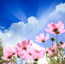 Browse and download the most beautiful flower pictures. Field Of Flowers Images Royalty Free Stock Field Of Flowers Photos Pictures Depositphotos