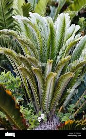 Image result for Encephalartos schmitzii