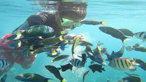 On arrival, relax or snorkeling by the beach. Private Snorkeling At Pulau Payar Marine Park By Boat From Pulau Langkawi Outdoortrip
