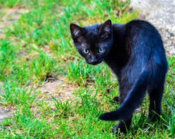 Se intampla sa visezi pisici si nu esti sigur ce inseamna asta? Ce Inseamna Cand Visezi O Pisica Cu Pisici