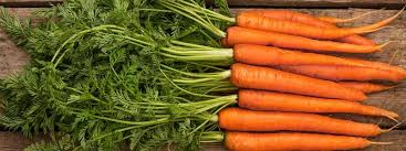 The carrot is a very important vegetable crop in south africa. How To Grow Carrot Greenmylife