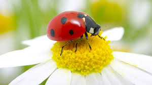 Other ladybugs, young corn borer larvae, mites & nymphs butterfly caterpillar moth caterpillar maggots. Ladybug Facts And Photos