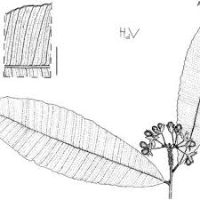 Image result for Rhabdophyllum welwitschii