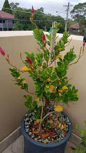 Ask A Question Forum Mandevilla Leaves Turning Yellow And Dropping Garden Org