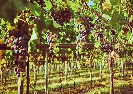 Image result for Vigna