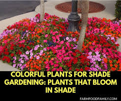 Get your garden blooming with sunflowers, zinnias, petunias, impatiens and more annual flower favorites for beds, borders or containers. Colorful Plants For Shade Gardening Plants That Bloom In Shade