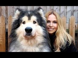 Check spelling or type a new query. Giant Alaskan Malamute Dogs Youtube