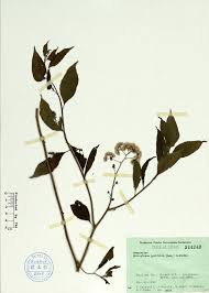 Image result for Microglossa pyrifolia