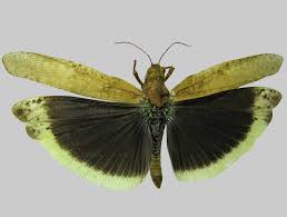 Image result for Dissotis pulchra