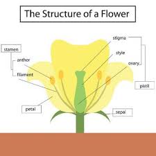 The male reproductive system consists of two major parts: 21 Facts About The Parts Of A Flower For Kids