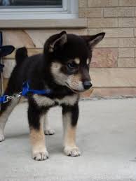Black And Tan Shiba Inu For Sale Uk I Want A Black And White One Shiba Inu Dog Shiba Inu Japanese Dogs