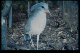 Image result for Caledonia Blue 1990 Eagle