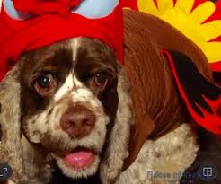 Table of contents are english cocker spaniels good family dogs? How Dogs Can Celebrate Thanksgiving Safely Fidose Of Reality