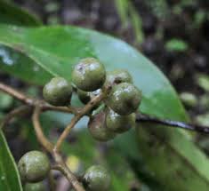 Image result for Embelia