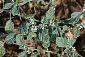 Image result for Heliotropium supinum