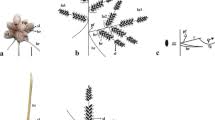 Image result for Sphaerocyperus erinaceus