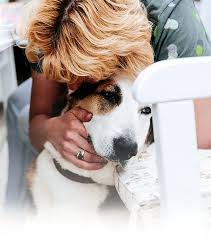 When someone who loved us unconditionally is faced with a life of pain, a peaceful death may be the kindest act we can offer. In Home Pet Euthanasia Phoenix Scottsdale Peoria Chandler