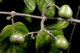 Image result for Keetia gueinzii