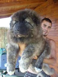 These playful, lovable akita mix are a mixed dog breed. 27 Chubby Puppies That Look Like Teddy Bears And Just Won Life