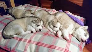 See puppy pictures, health information and reviews. Heska Siberian Husky Breeder Eleveurs Ca