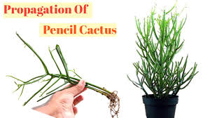 Discussion in 'cacti and succulents' started by becky314, nov i thought i'd waited too long to water it, so i watered it again. Easy To Propagate Pencil Cactus From Cutting Youtube