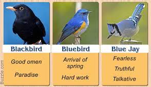 Blackbird Bluebird And Blue Jay Bird Meaning Blue Bird Spiritual Meaning Blue Jay Meaning