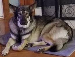 Click the small x to the right of a group's name and shelter # to report an error. Home At Last Izzy German Shepherd Dog Lost Dogs Illinois Facebook