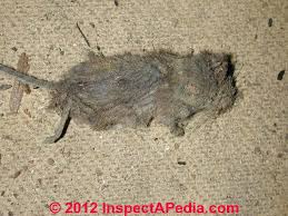 Even though it's a terrifying thought, rodent dies in your ductwork. Hvac Ducts Routed In Floor Slabs Problems Hazards Diagnosis Repair