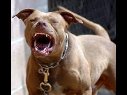 However, some dogs might become aggressive and bite you or your loved ones. Pit Bulls Killed St Richard S In Shock As Teacher Recovers From Attack Dogs Put Down In Aftermath Lead Stories Jamaica Gleaner